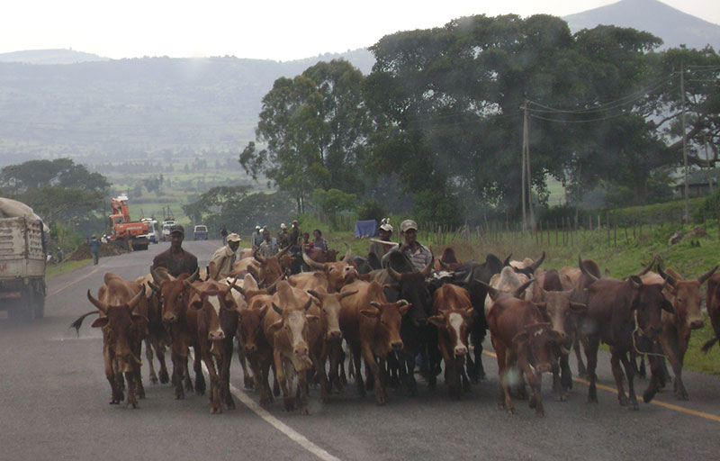 Livestock Ethiopia