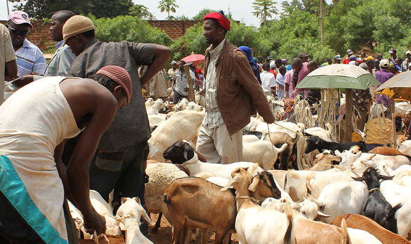 Livestock Kenya