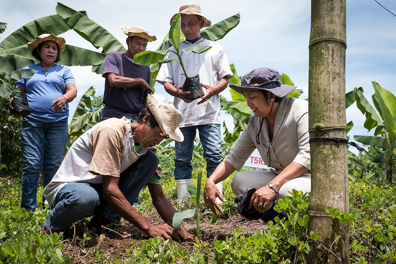 Dr Anna Notarte and members of the AMSEFCO banana farmers plant banana seedlings on the ACIAR trial plot.