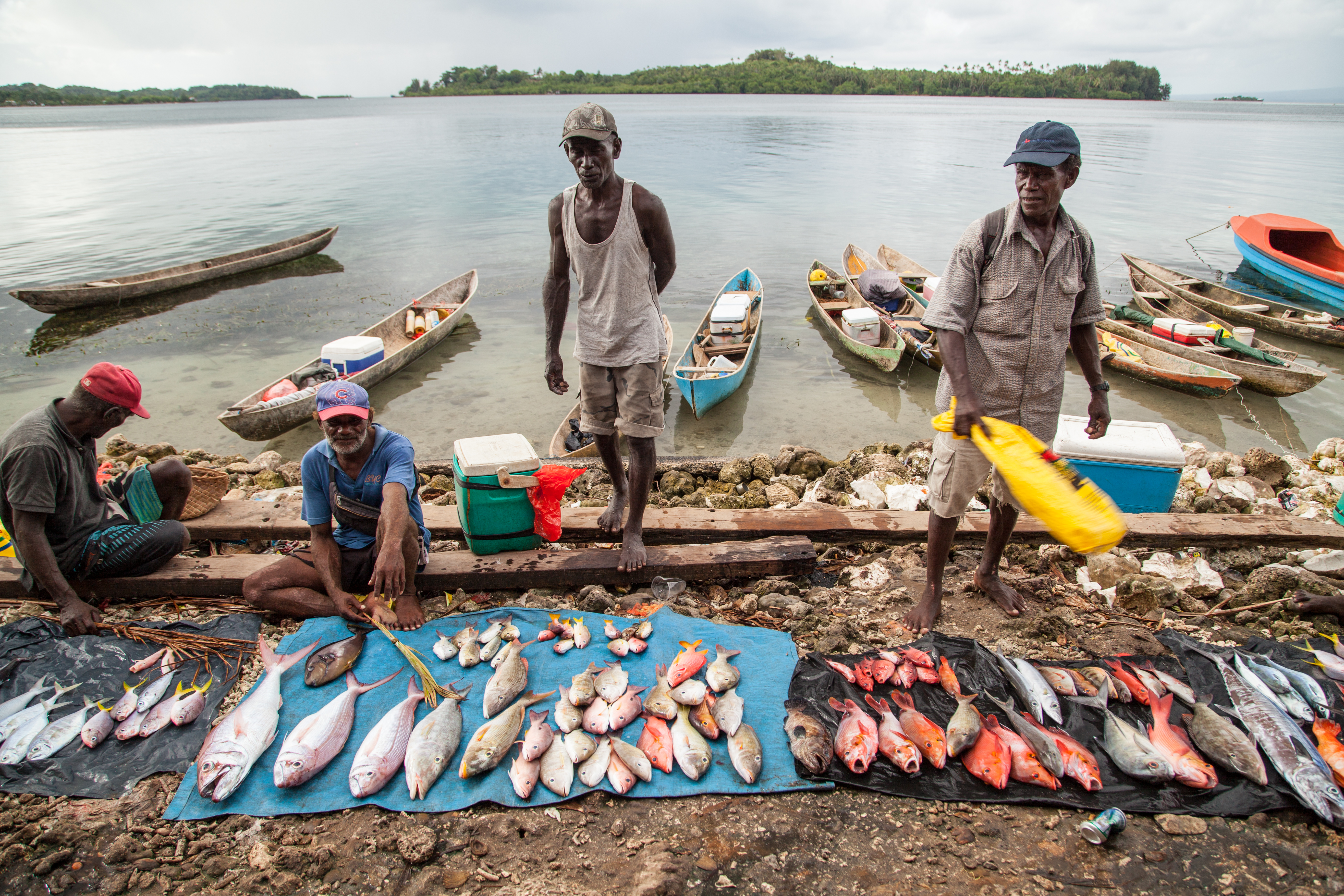 Reef fish for sale at Gizo market, Western Province, Solomon Islands. Photo by Filip Milovac / WorldFish 