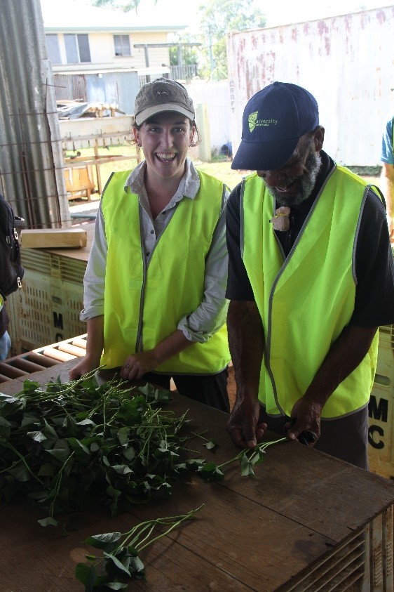 As part of the DFAT and ACIAR funded project HORT 2014 097, sweet potato farmers and researchers from PNG visited the sweet potato capital of Australia. There were many lessons learned and shared on the farm and market visits, all of which sparked new ideas and business opportunities for the farmers. 