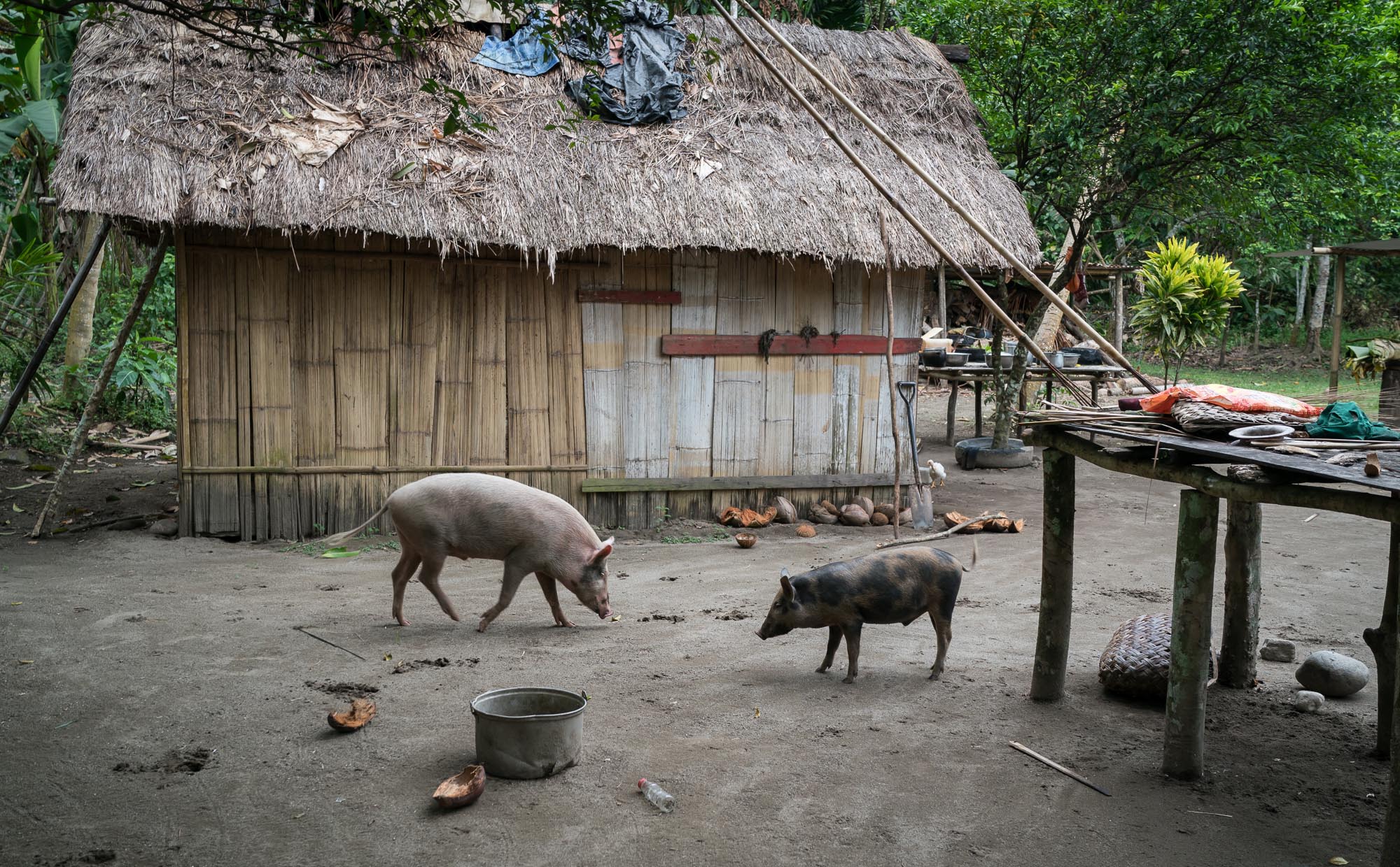 Pigs roam for food in a village in PNG. 