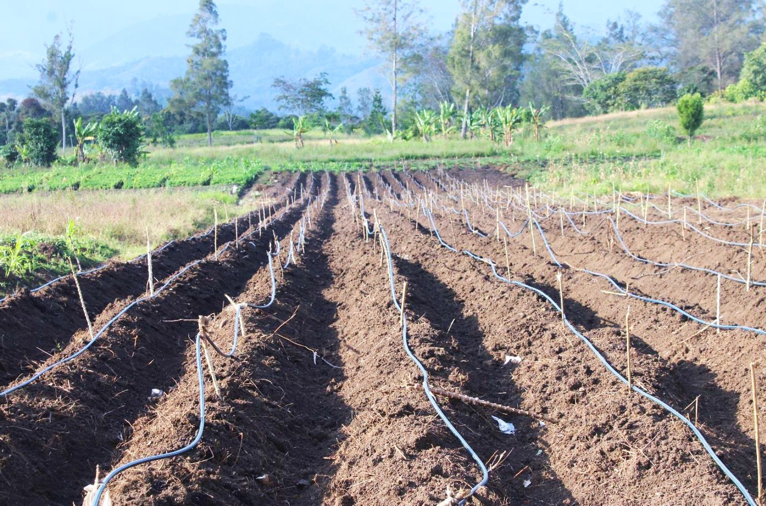 Newly constructed irrigation system on Rachel’s farm at Minj, Jiwaka province. Rachael is among the first to trial the irrigation system as part of ACIAR research to improve sweetpotato production in the Highlands of PNG.