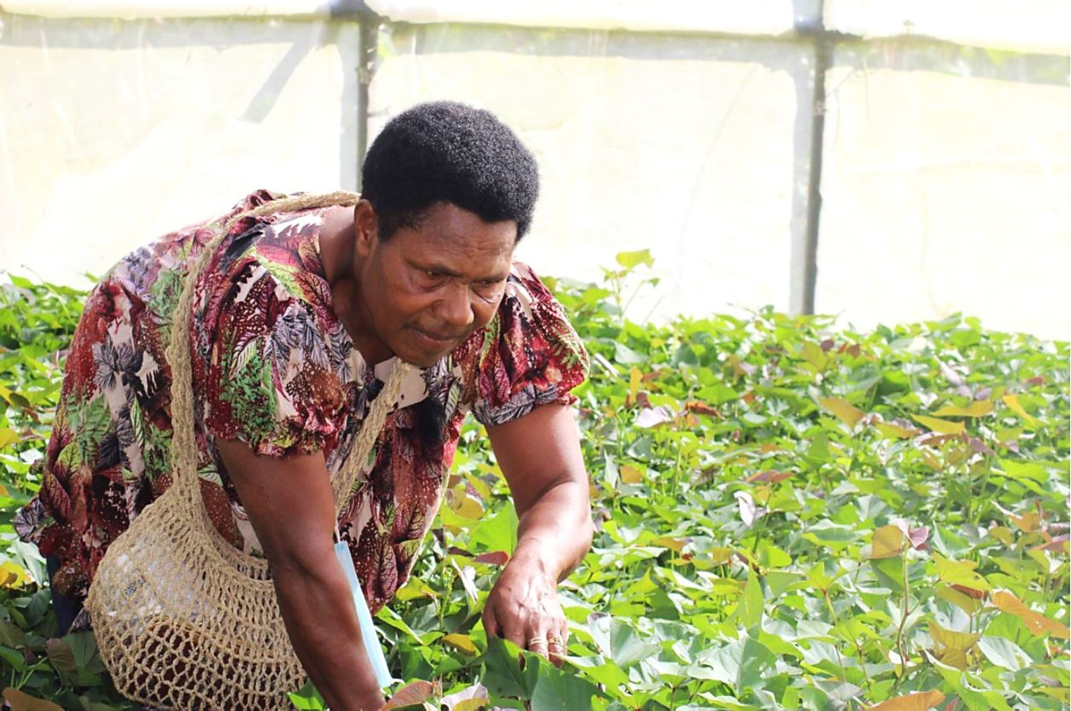 Rachael inspecting her clean sweetpotato vines in her igloo. The insect proof screenhouse was provided to Rachael as part of the ACIAR project to commercialise sweetpotato.