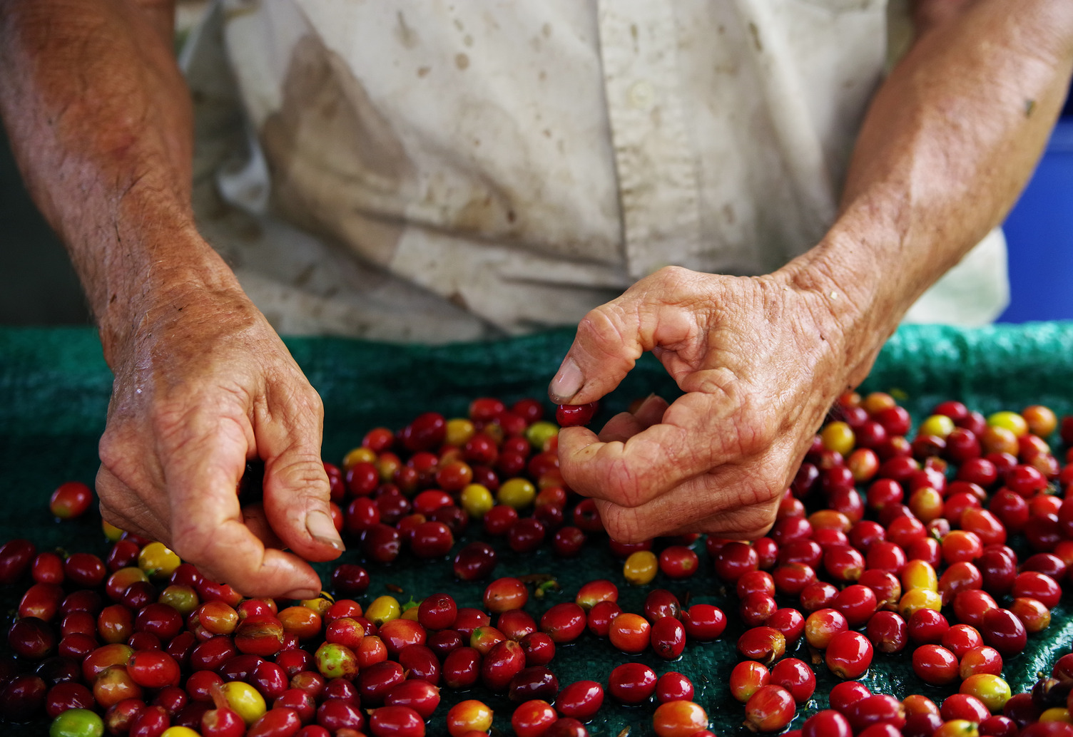 coffee beans