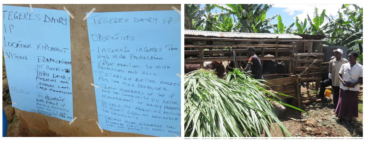 One of the cattle pens built as a result of the IP dairy project in Tegeres village