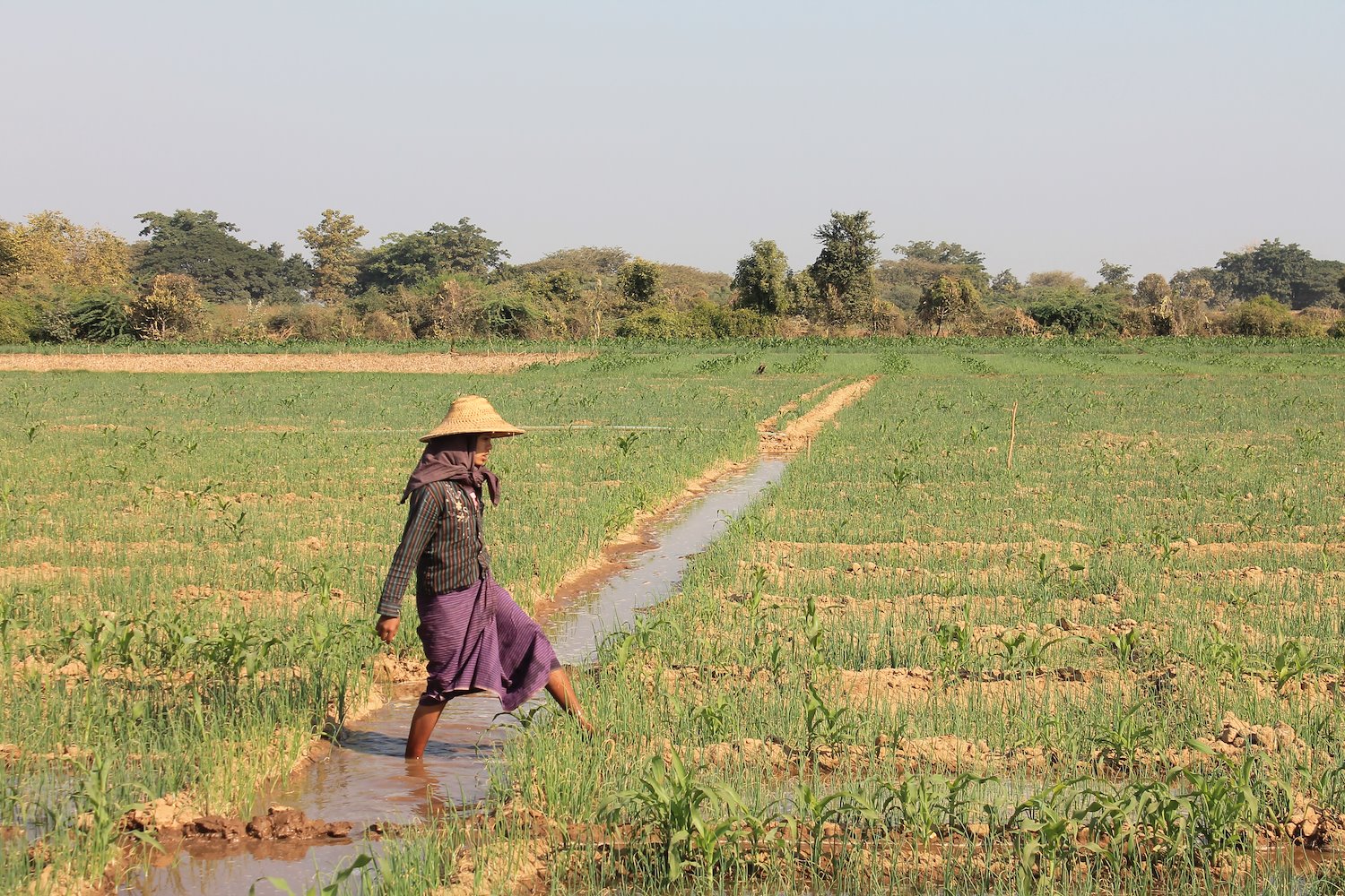 A farmer walking through fields in the Central Dry Zone of Myanmar