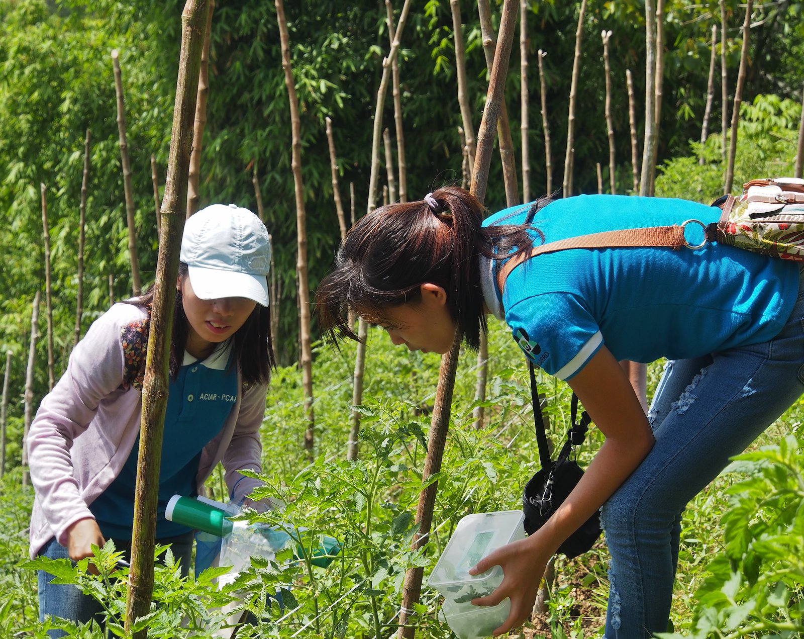 collecting tomato samples in Philippines