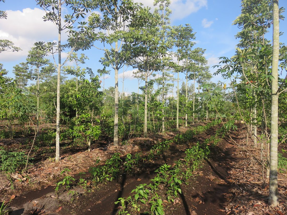 Reducing Emissions from Deforestation and Forest Degradation