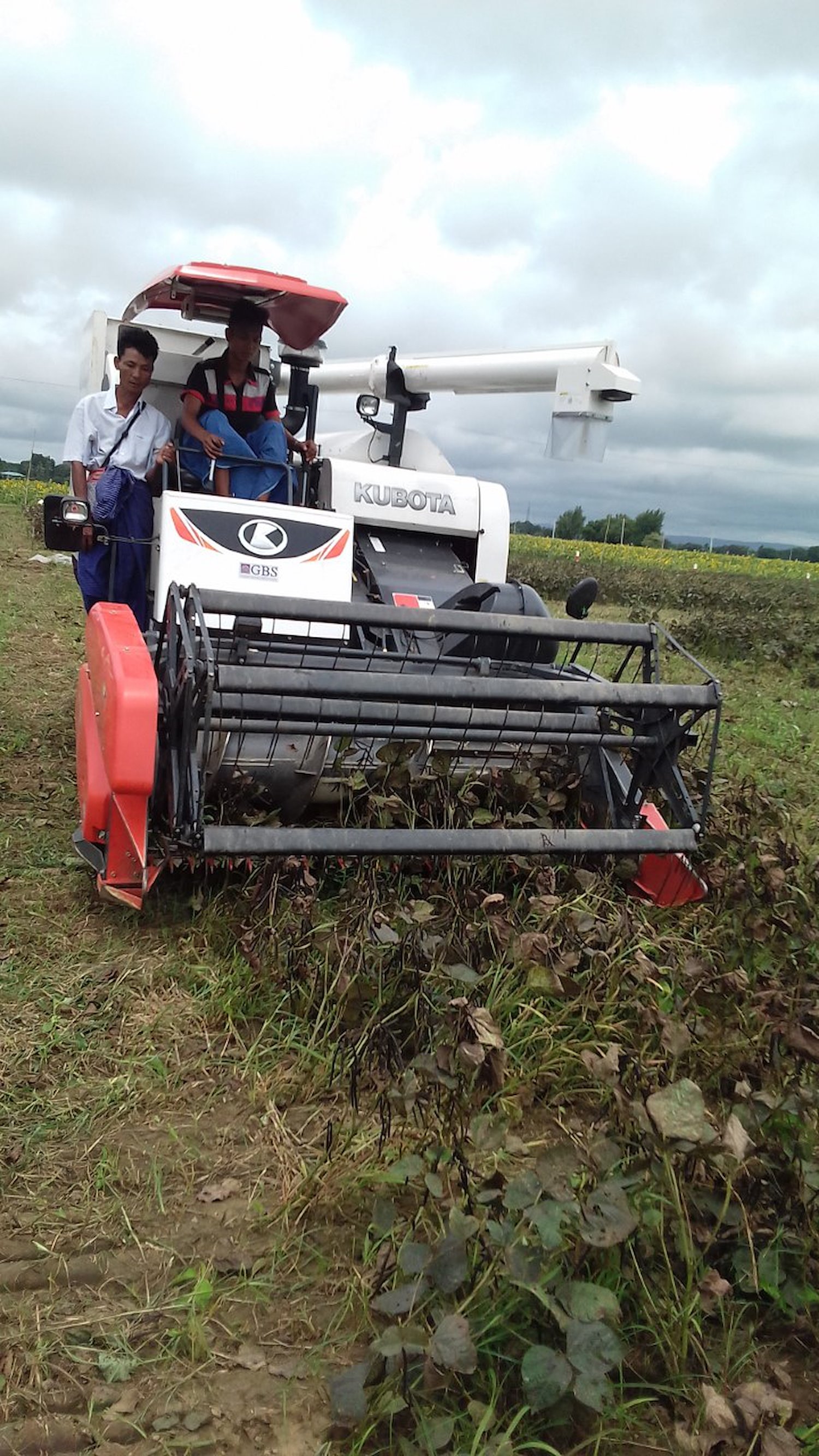 Mechanical harvesting of mungbean