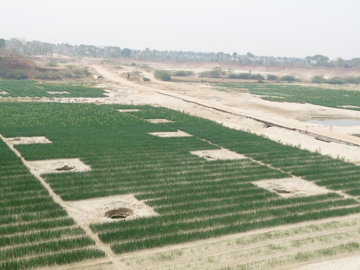 Dug wells and crop cultivation in the bed of a river in Myanmar's Dry Zone