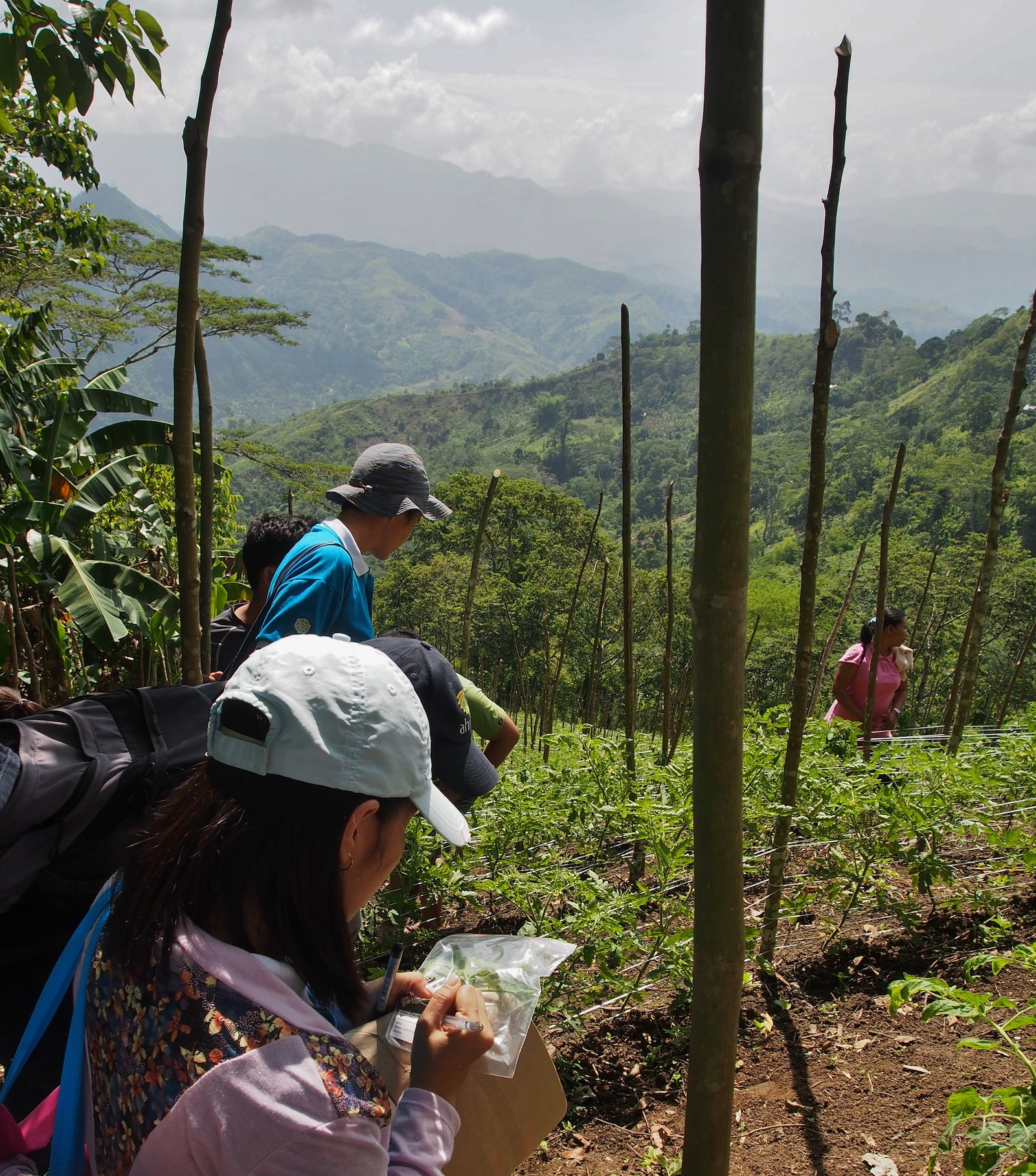 collecting tomoto samples in Philippines