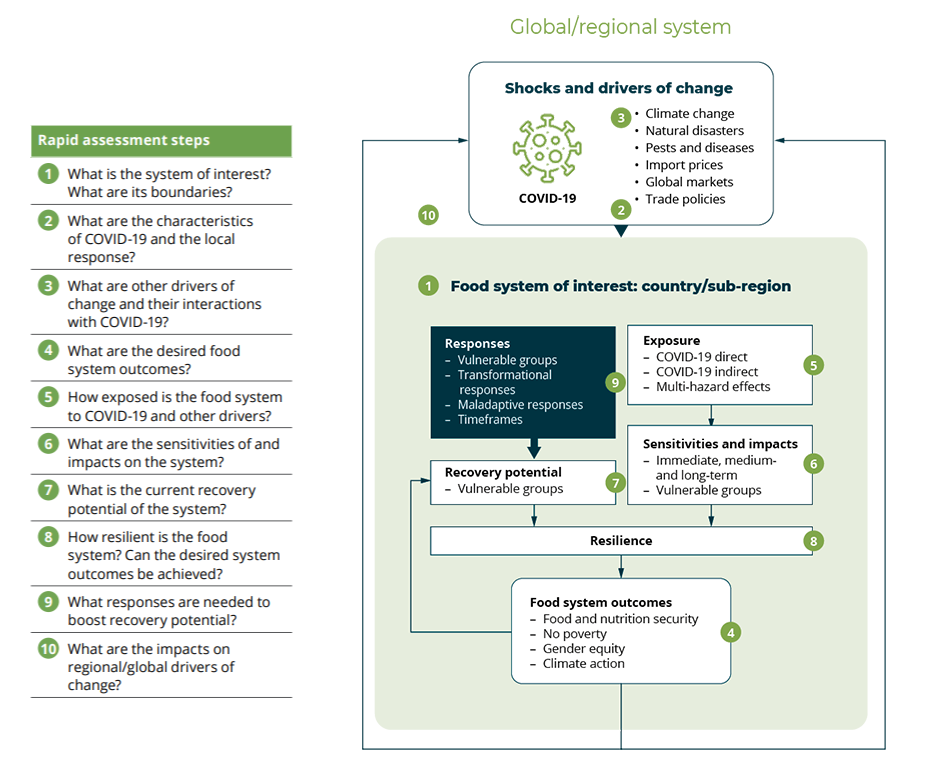 The 10 steps of the analytical framework of the rapid assessment