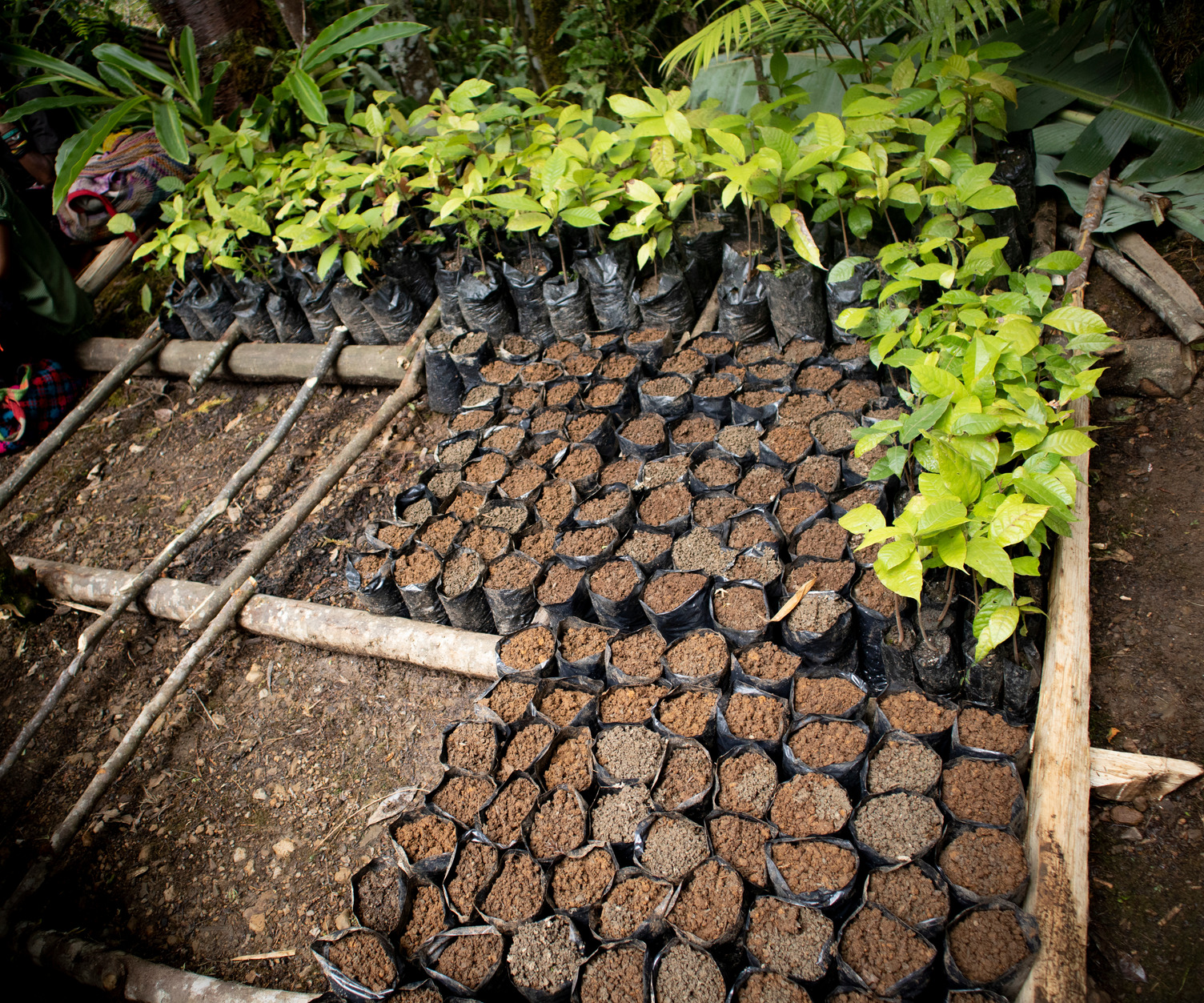 Cocoa seedlings in Mrs Aba Wei garden. To date, she has purchased and distributed nearly 4000 seedlings to communities across 3 districts in Chimbu Province.
