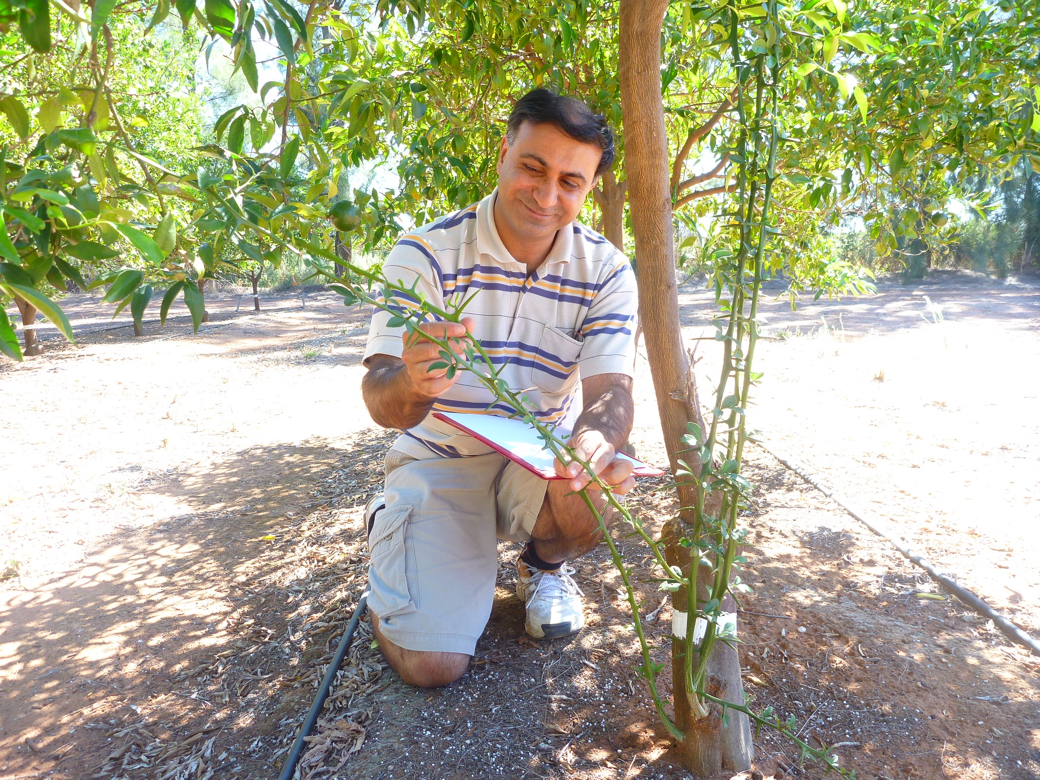 Dr Tahir Khurshid assessing the graft union compatibility on the Chinese rootstocks with Imperial mandarin. Citrus significant to Australia–China agricultural relations. Photo Steven Falivene