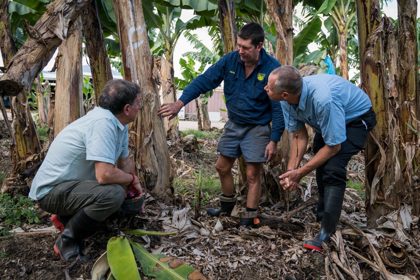 Three men looking at the trunk of a banana palm