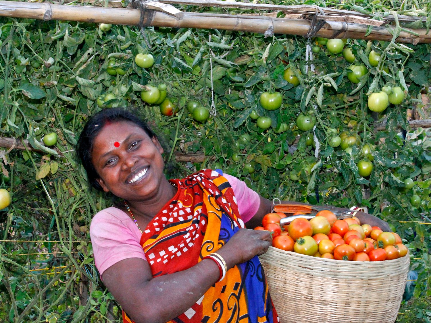 Woman in Indian dress holding basket of tomatoes in front of large tomato vine