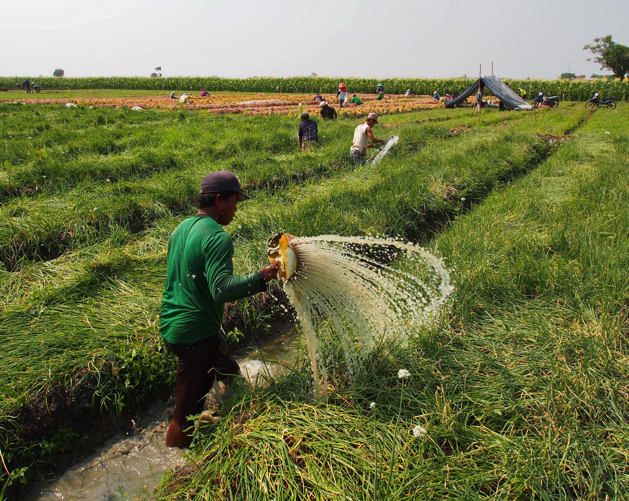 Farmers walking through field of shallot crops spraying them with liquid chemicals