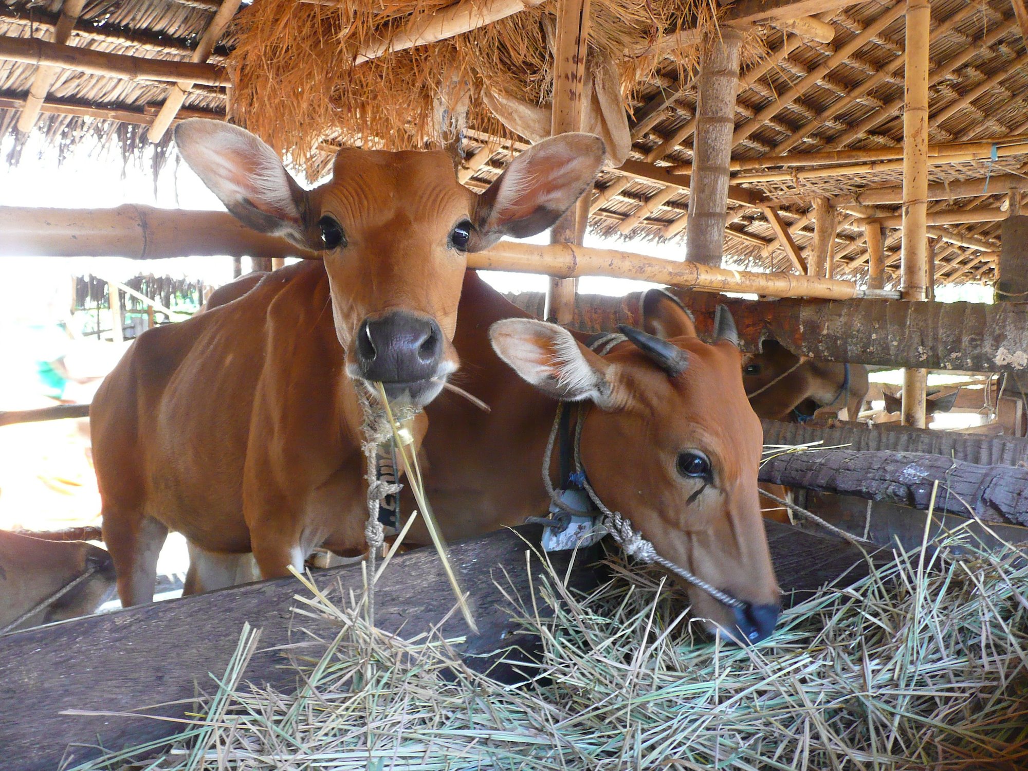 Two cows in a barn feeding on straw