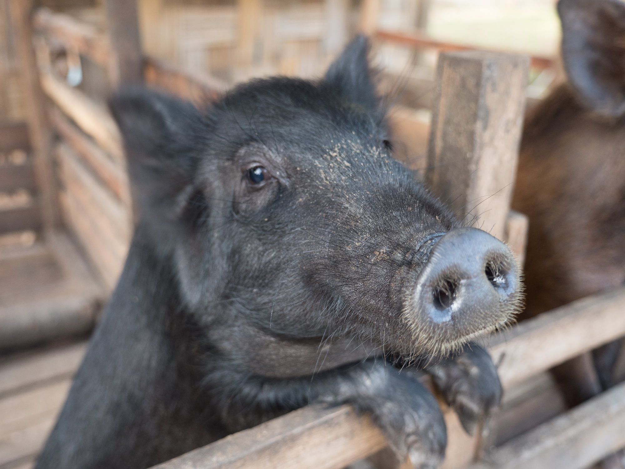 A black pig standing up against a pen fence
