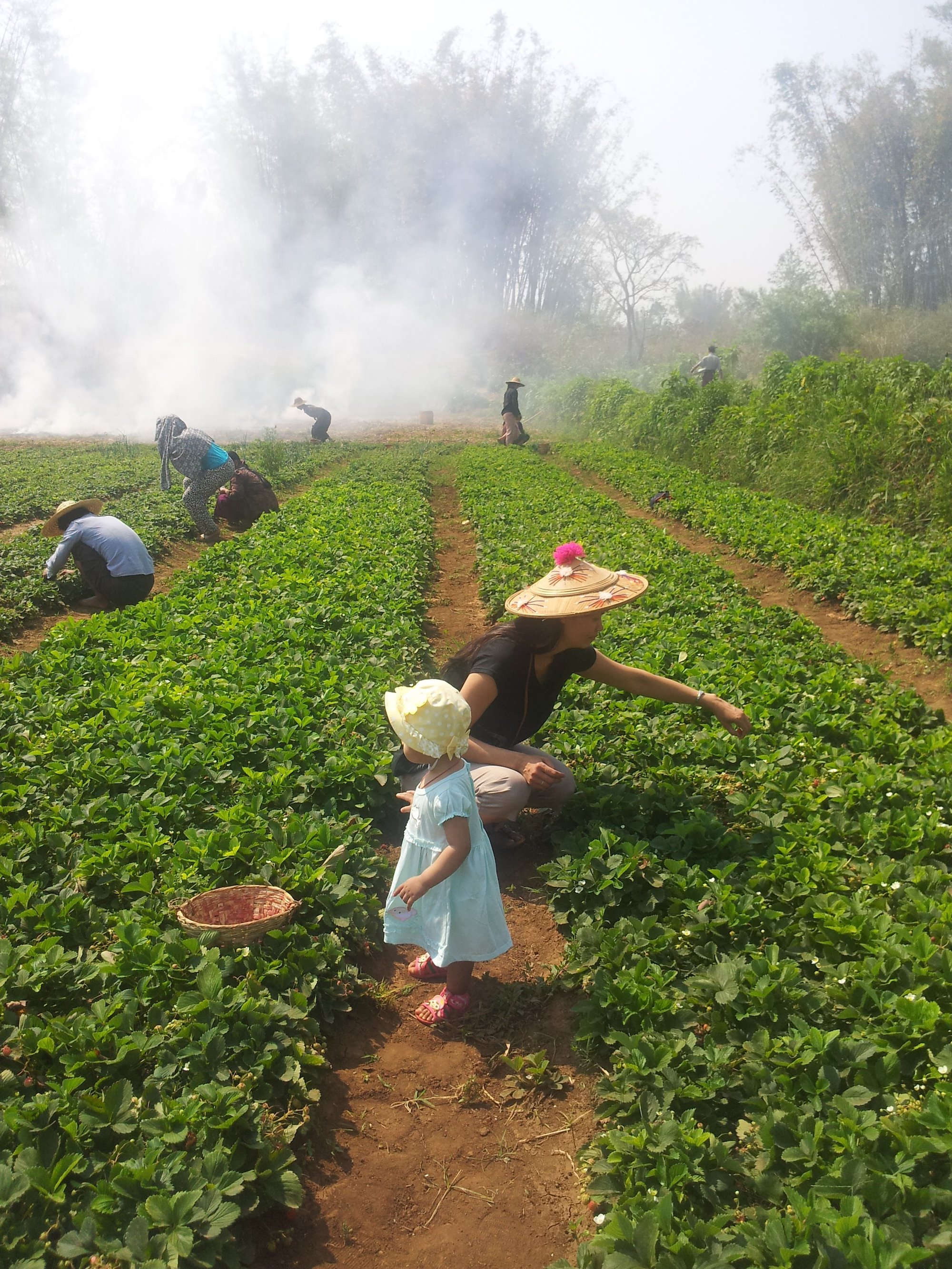 People in a field of crops with young girl in dress and sunhat standing in front of a basket