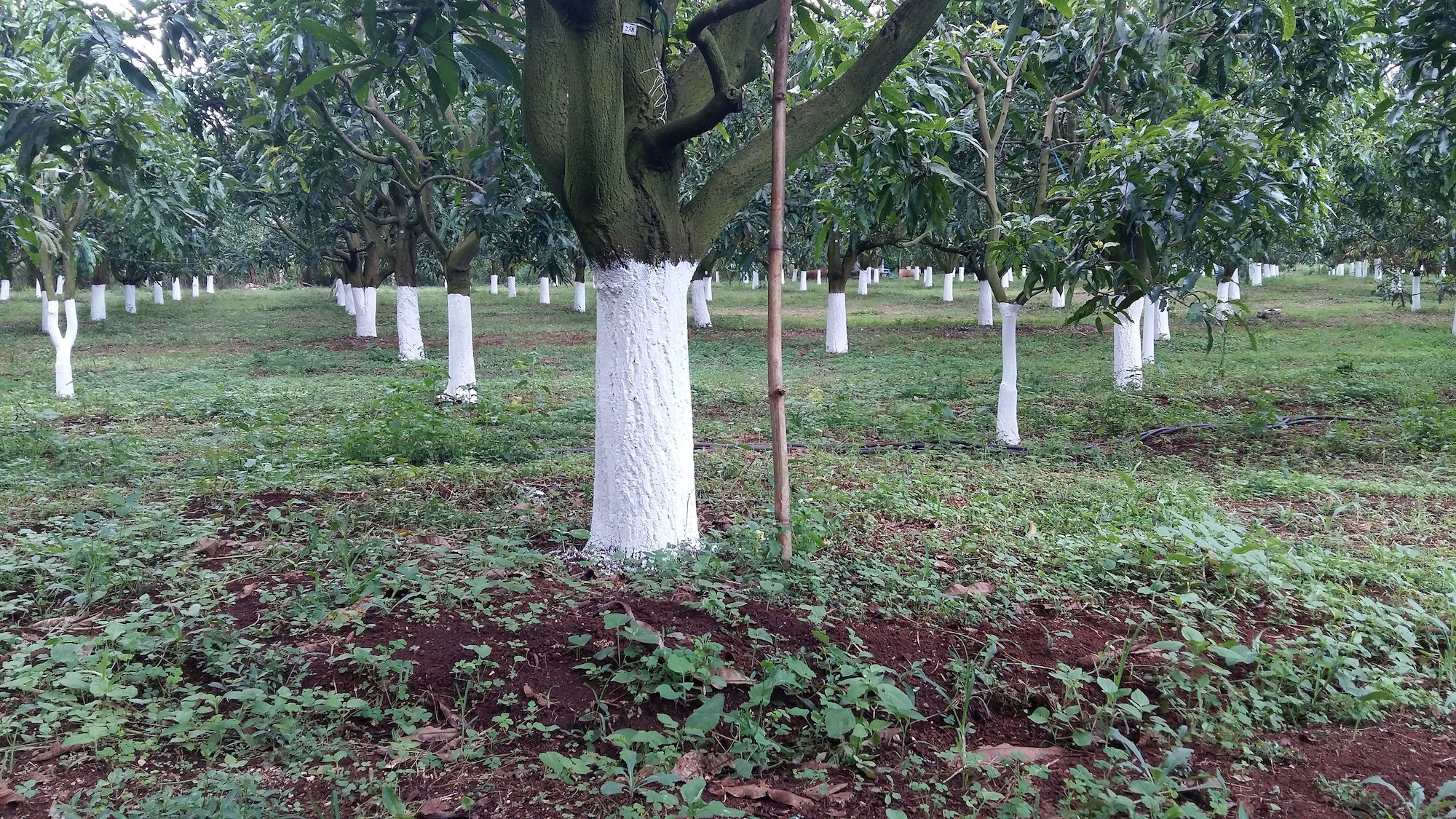 Field of trees with their trunks painted white