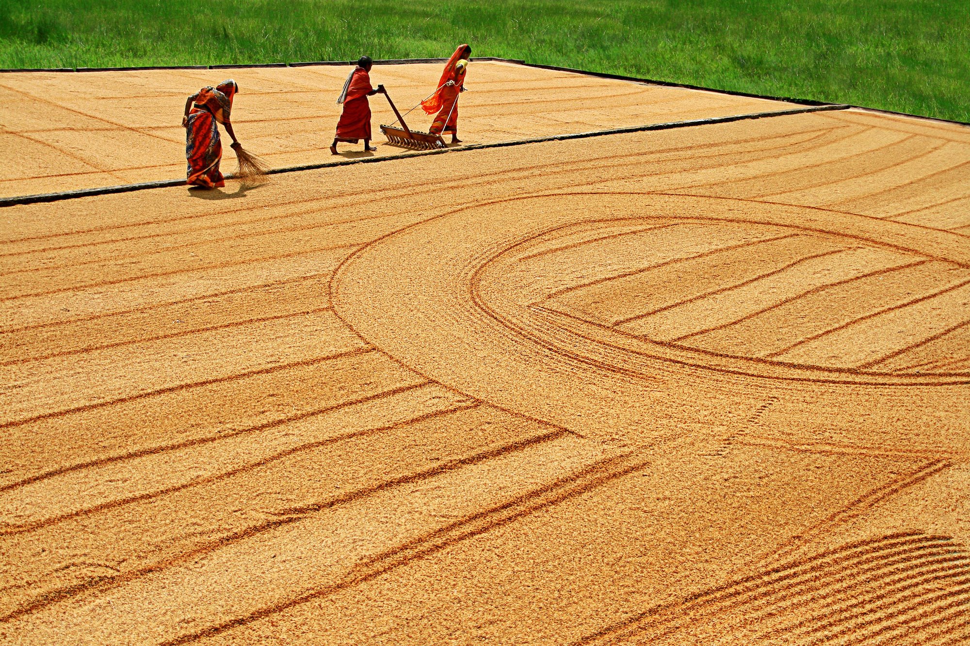 Three women in saris spreading a large area of rice husks with hand-held tools