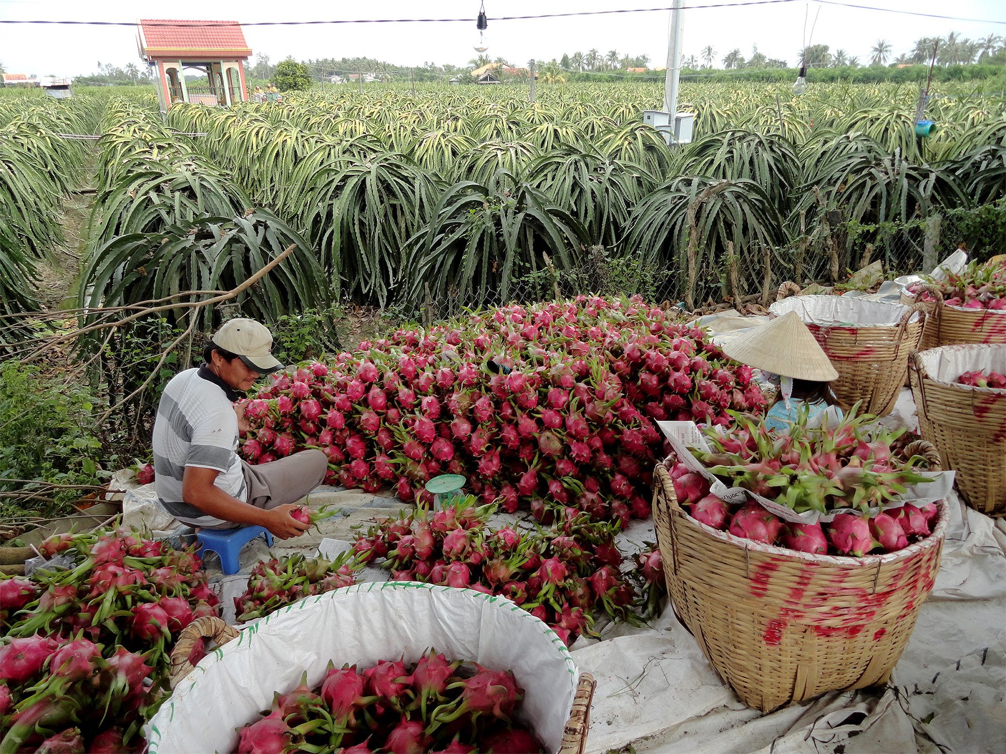 Man with large piles of dragon fruit