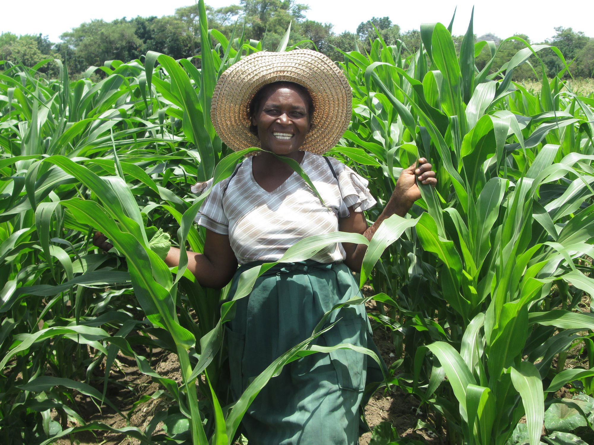 Smiling lady in straw sunhat among tall maize crops