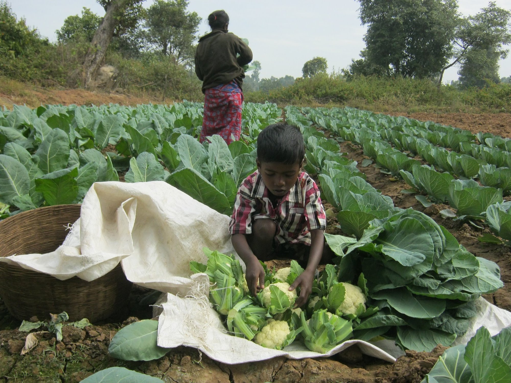 Young boy collecting cauliflowers from rows of crops