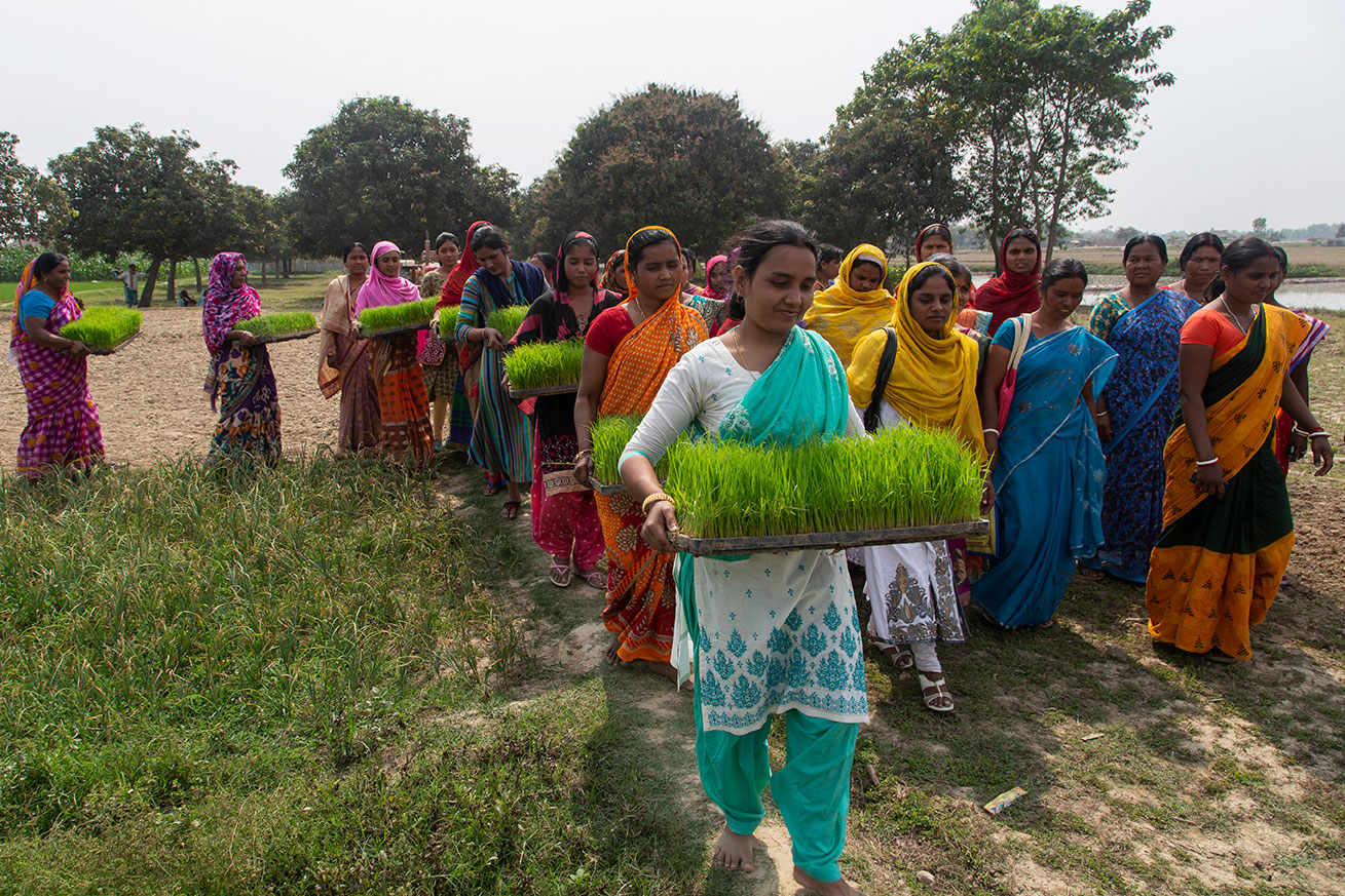 Many women carrying trays of seedlings