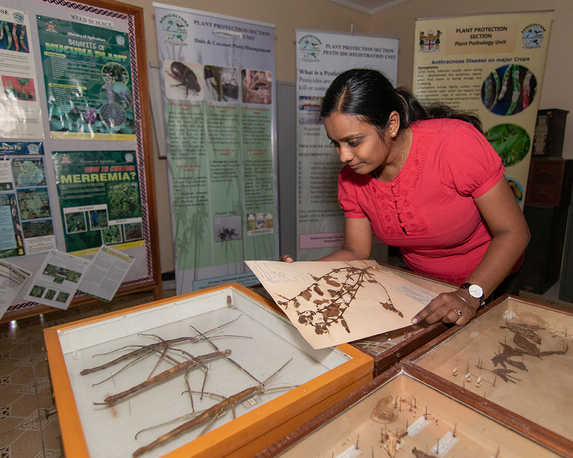 Woman looking at large stick insects and pressed plants in perspex cases