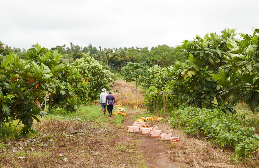 Two men walking through tropical fruit trees