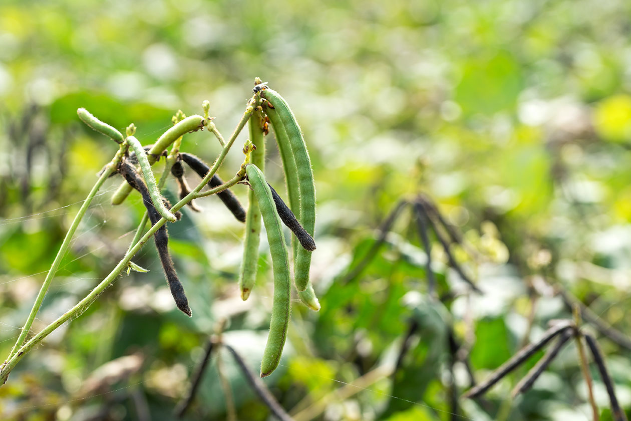 mungbeans