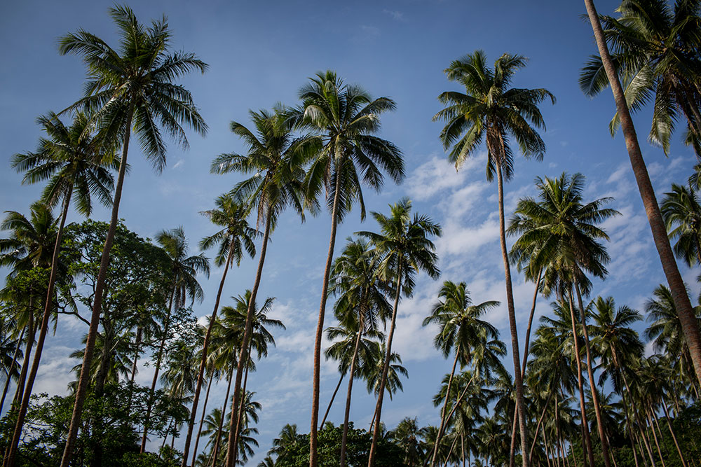 Coconut trees