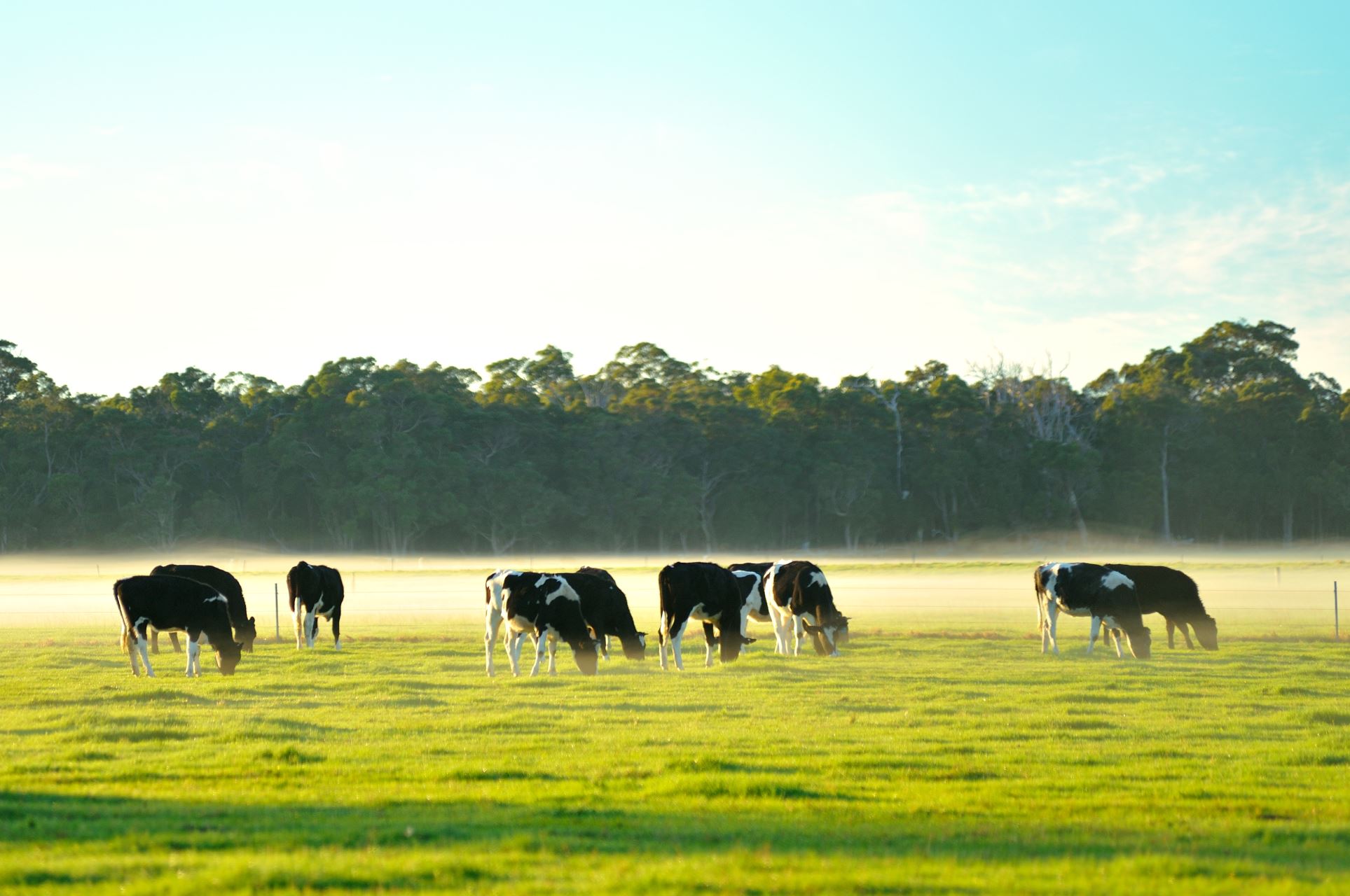 cows in field 
