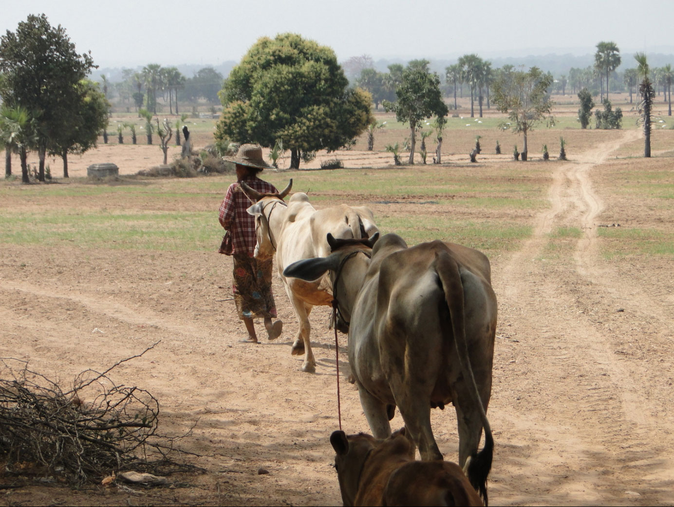 Myanmar cattle