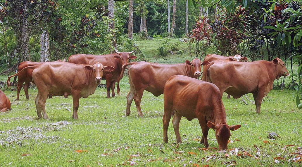 Cows in a green field