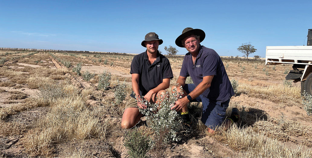 Tony York and his son Oscar inspecting saltbush on their farm in Western Australia
