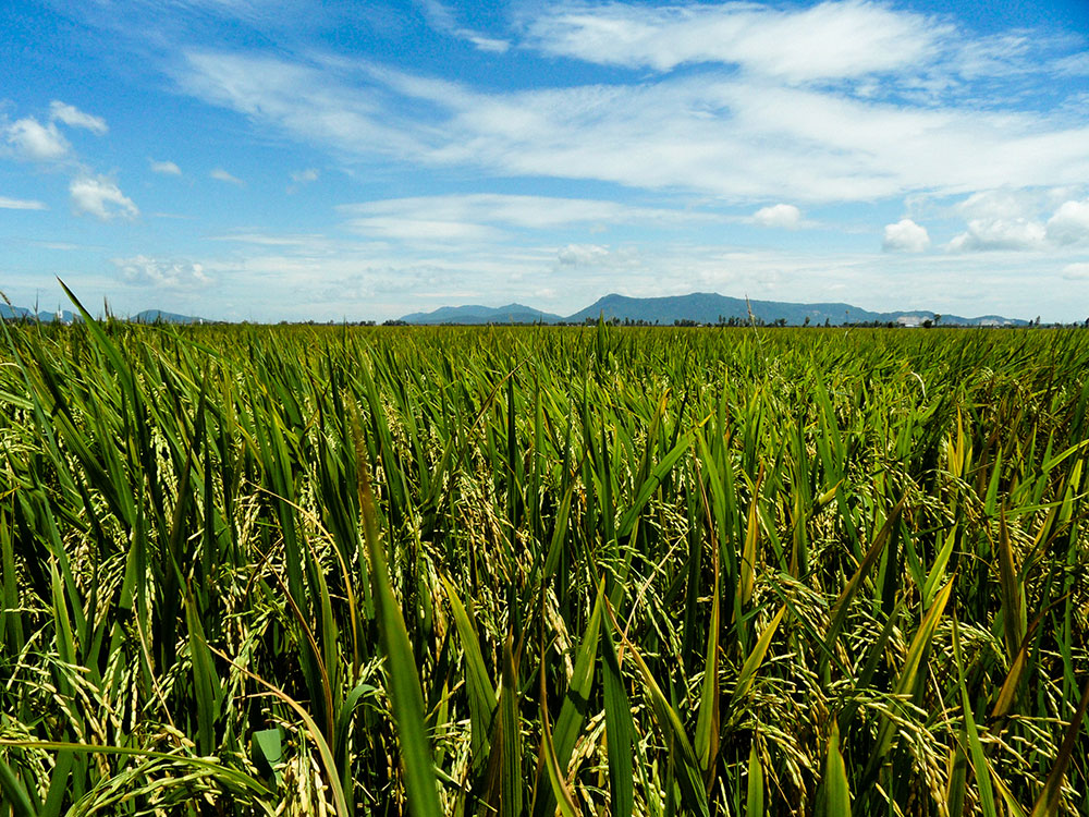 Field of wheat