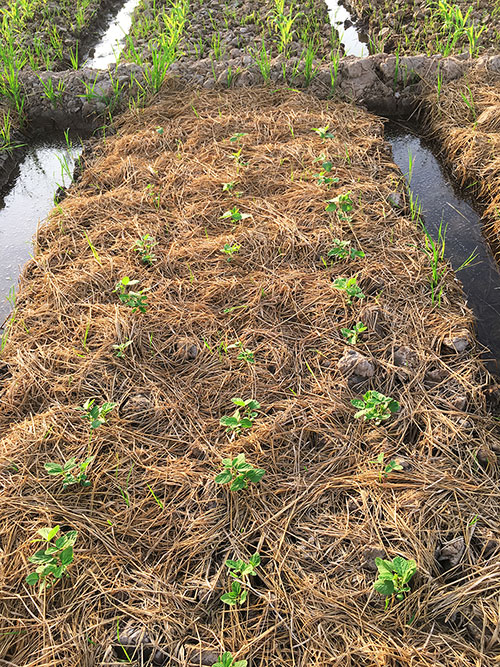 garden bed with mulch on it