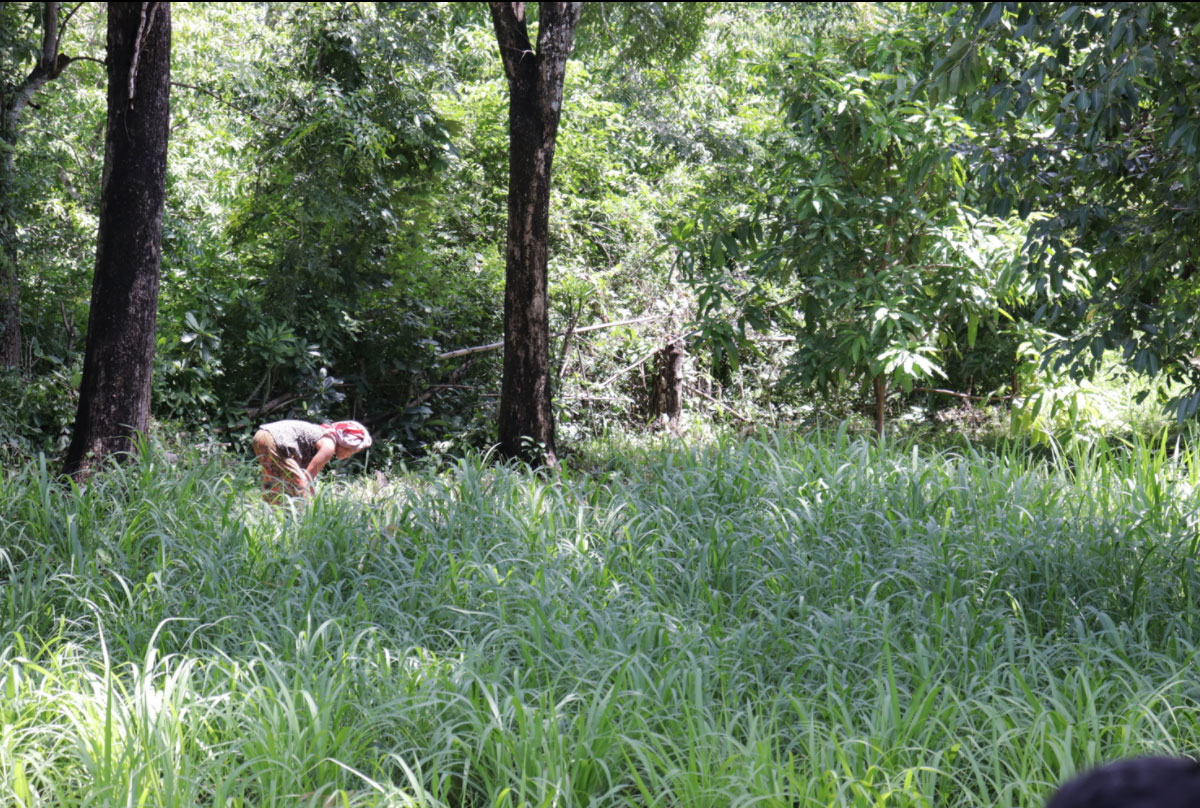 Weeds Cambodia