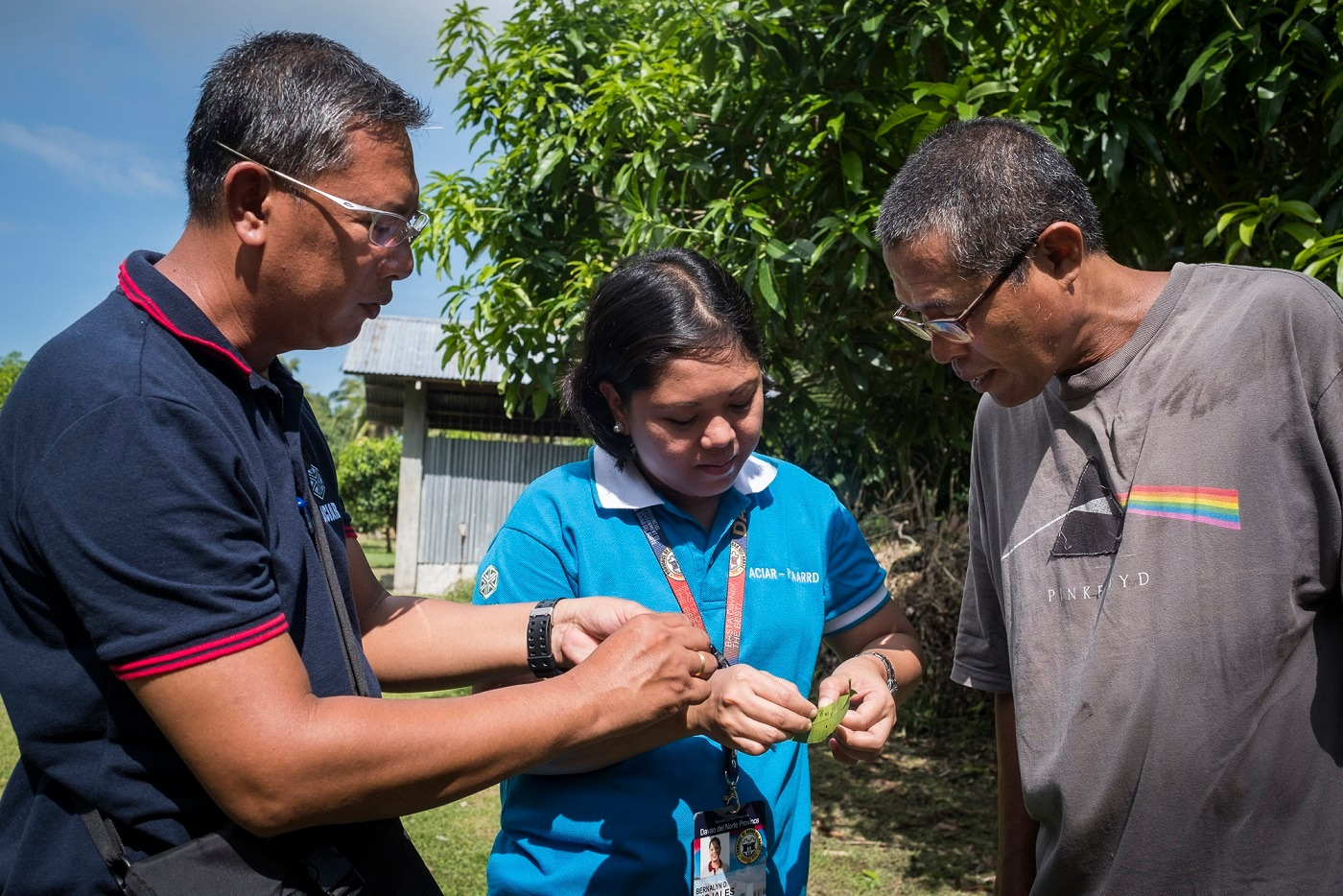 ACIAR and PCAARRD have been working with Philippine universities in Mindanao on pests and diseases management to improve mango production. 
