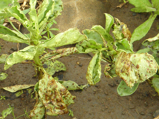 Faba beans infected with gall disease. Image:UWA