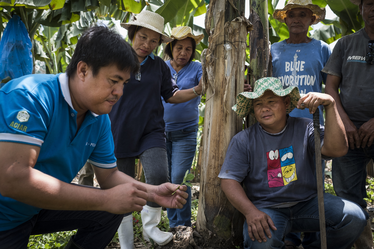 ACIAR and PCAARRD research collaboration has helped reduce the impact of the highly destructive Panama disease on banana plantations.