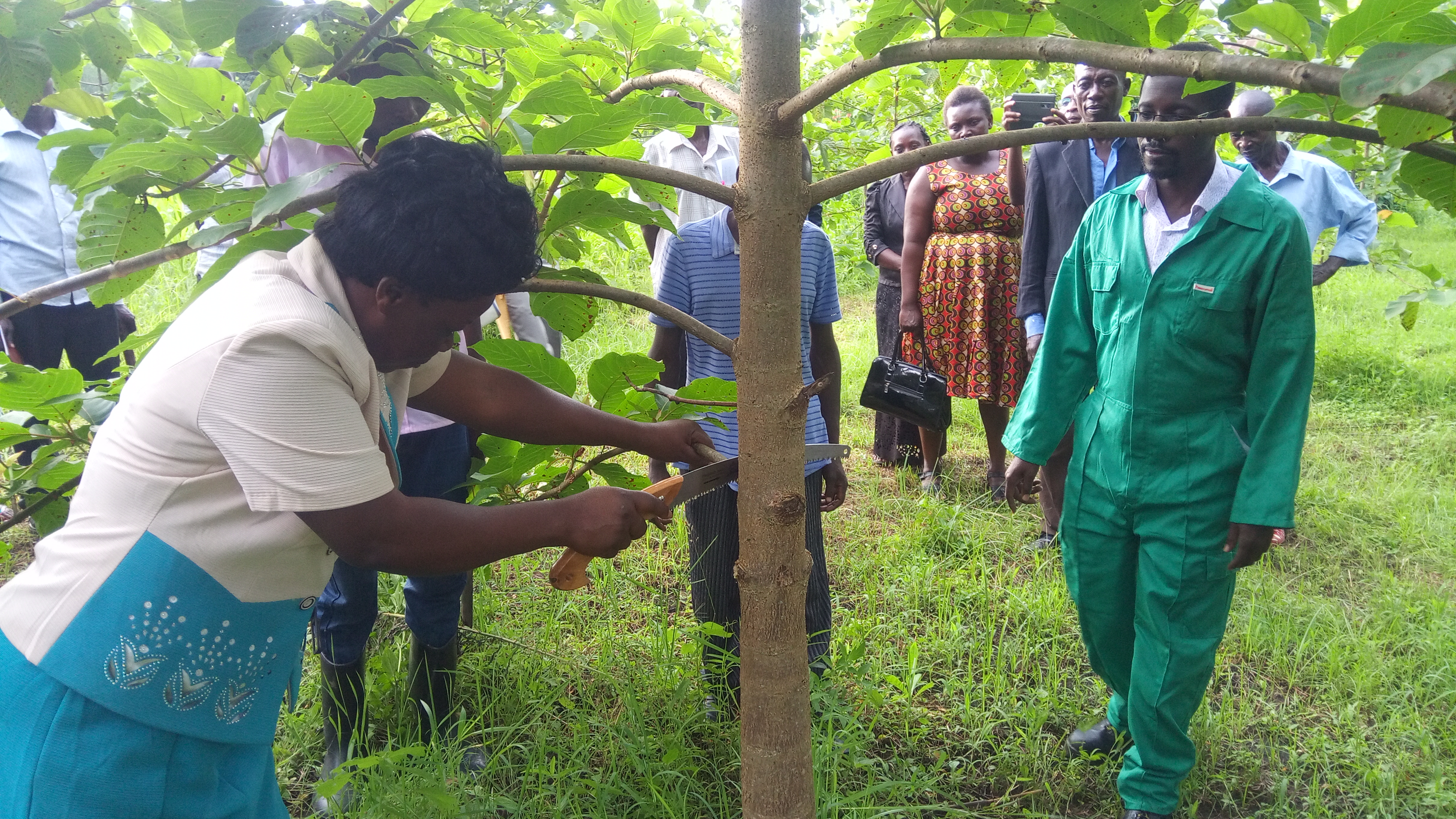 Practical session on pruning during a previous training on agroforestry in Mount Elgon-Uganda_Photo by Charles Galabuzi