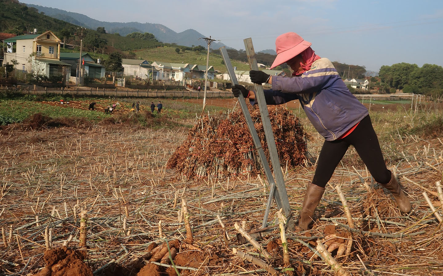 Farmers harvest cassava with tools introduced by CIAT. Son La, Vietnam, 13/1/2021. Project AGB/2012/078.
