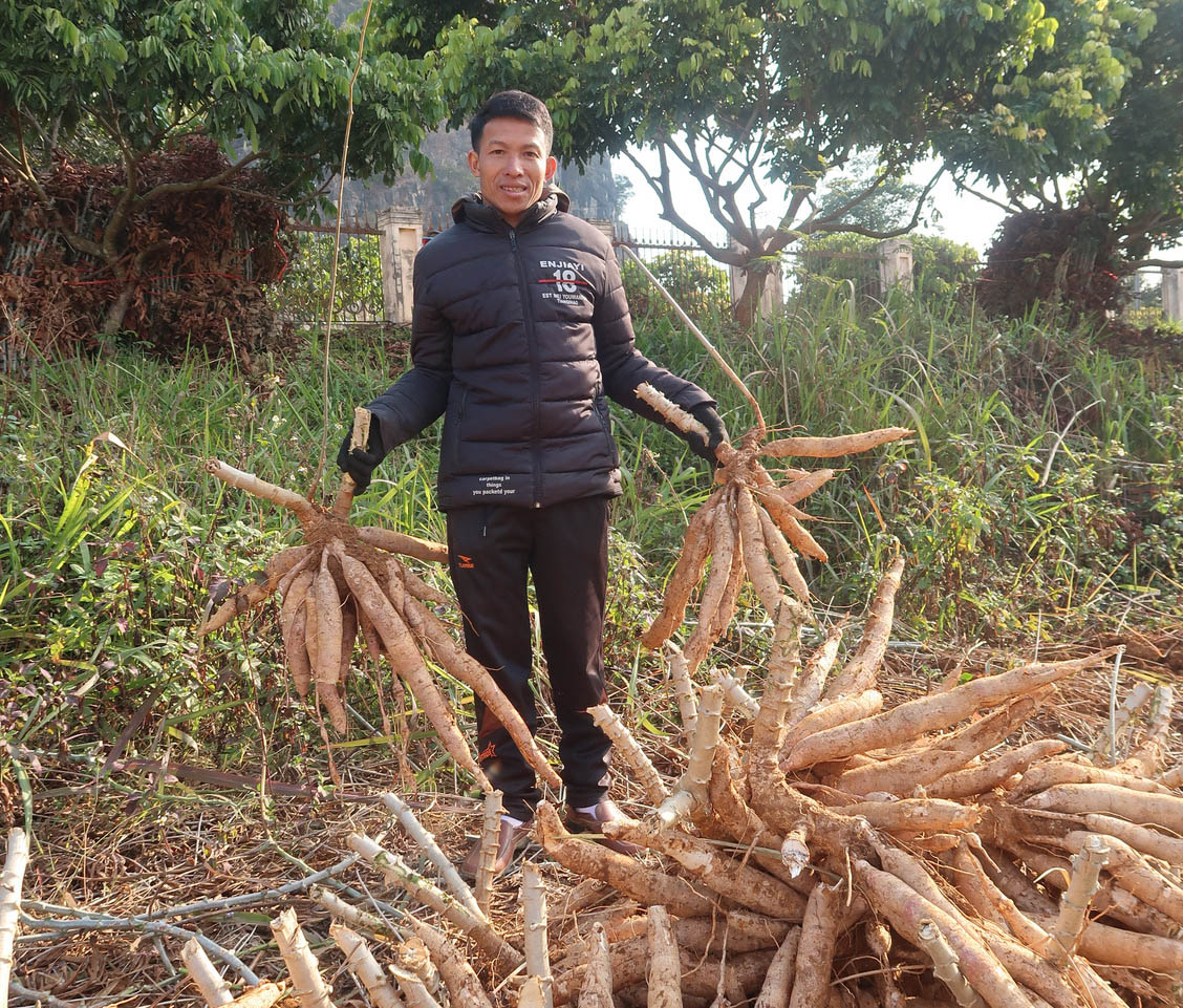 Mr. Luong Van Minh with the new cassava products at the on-field workshop hosted by NOMAFSI in Son La, promoting the two new varieties.