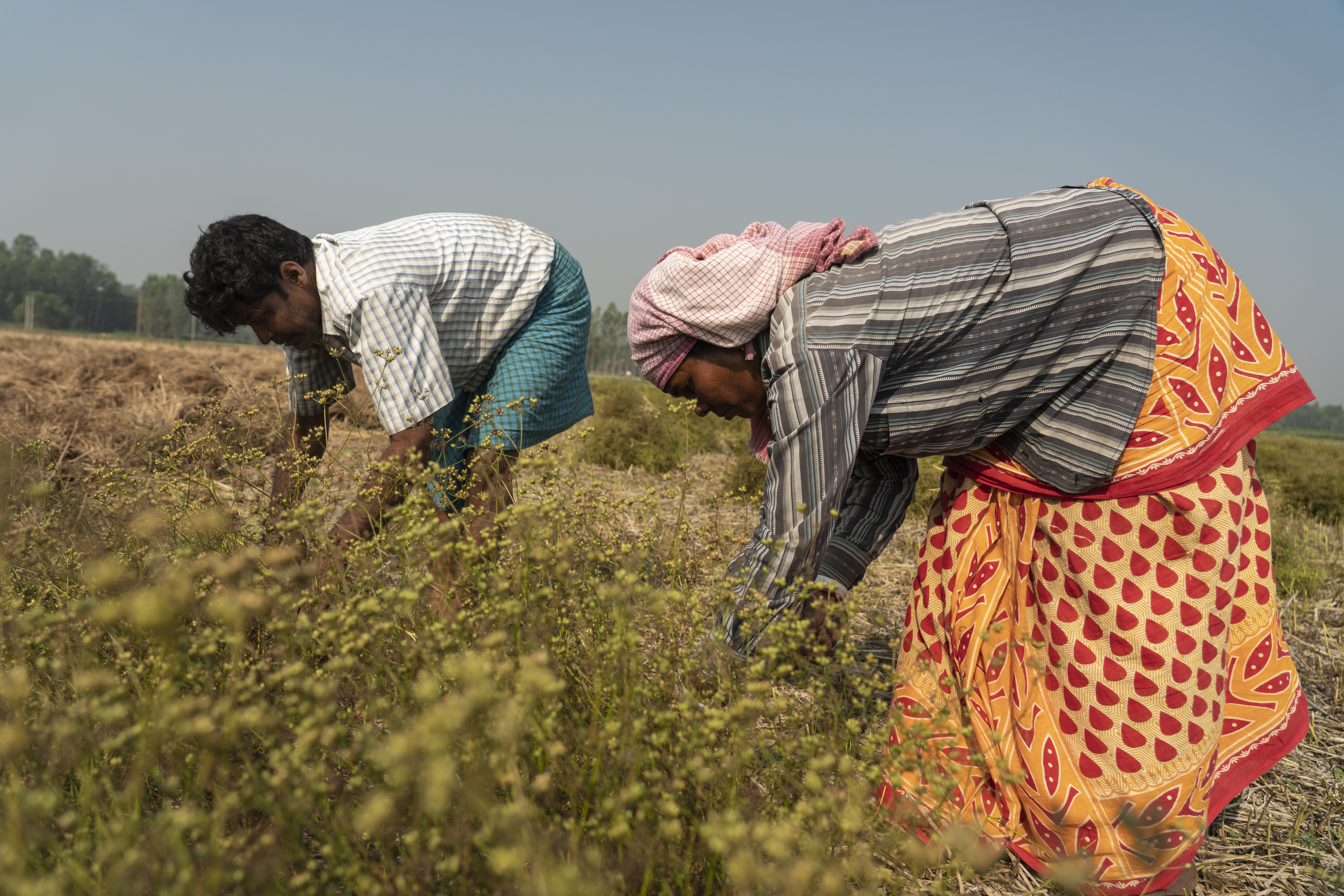 Working in grain field