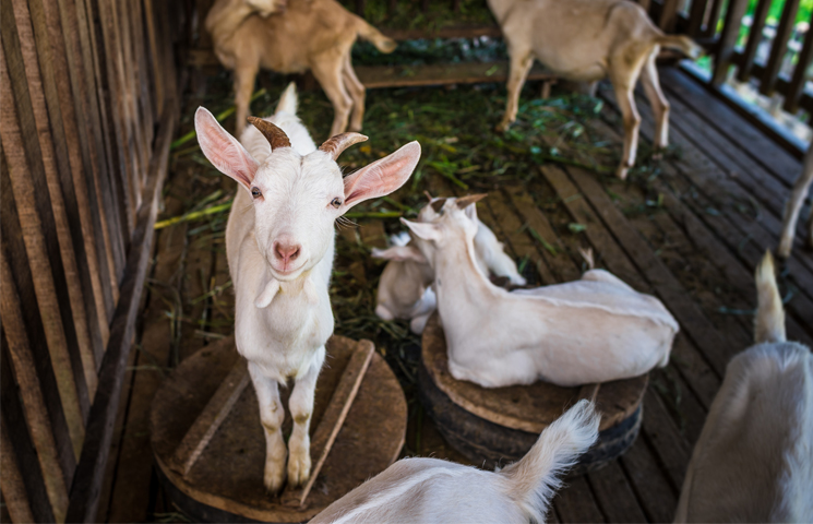 Goat in Laos